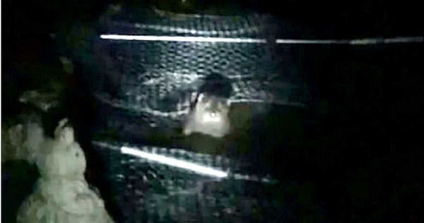 68歲翁養「106隻錦鯉」連夜被殺光　調閱監視器見兇手竟是「帶蹼的」