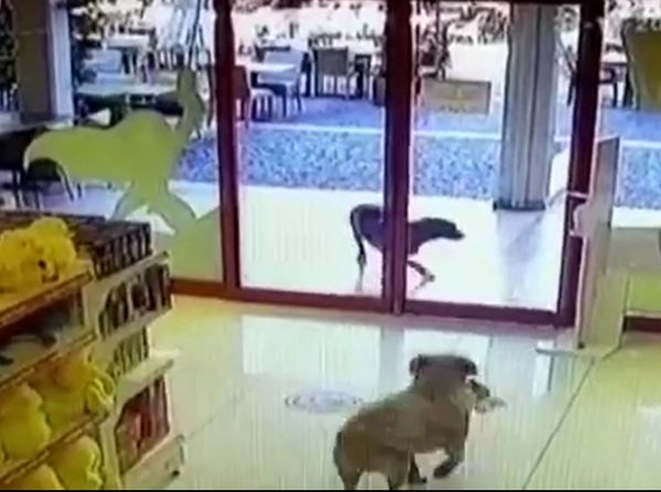 狗狗搶劫玩具店。（圖／翻攝自Marmaris TV）