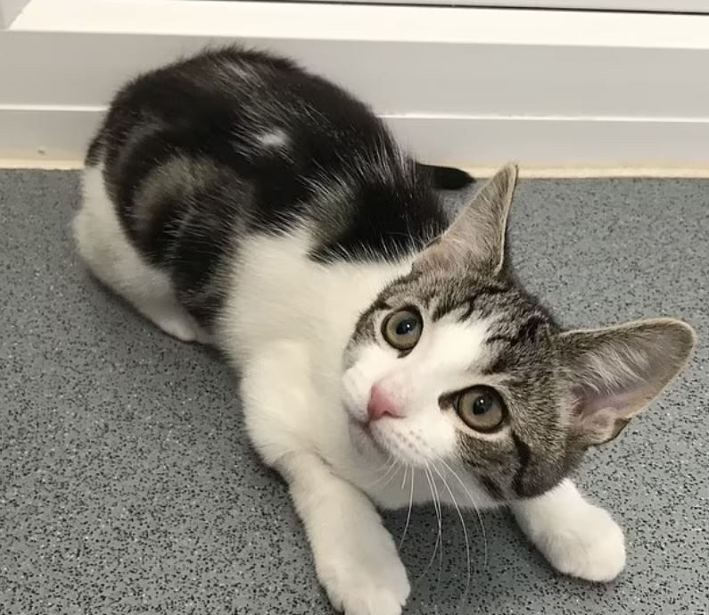 ▲▼非公也非母!4個月大浪貓「沒有性器官」。(圖/Cats Protection Tyneside Adoption Centre)