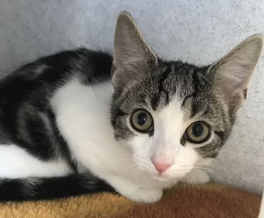 ▲▼非公也非母!4個月大浪貓「沒有性器官」。(圖/Cats Protection Tyneside Adoption Centre)