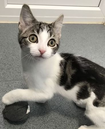 ▲▼非公也非母!4個月大浪貓「沒有性器官」。(圖/Cats Protection Tyneside Adoption Centre)