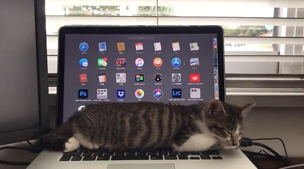 ▲貓咪在筆電上睡覺　呼吸一次螢幕亮一次（圖／翻攝自Ｔwitter／）