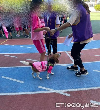 ▲米格魯校犬穿「同款小粉紅」參加運動會　上場比大隊接力全場歡呼。（圖／網友賈小姐提供）