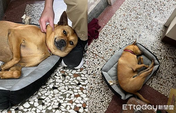 ▲▼愛犬換狗屋變「台版史奴比」屋頂曬太陽　飼主笑：每天都睡上面。（圖／網友Lily Kuo授權提供）