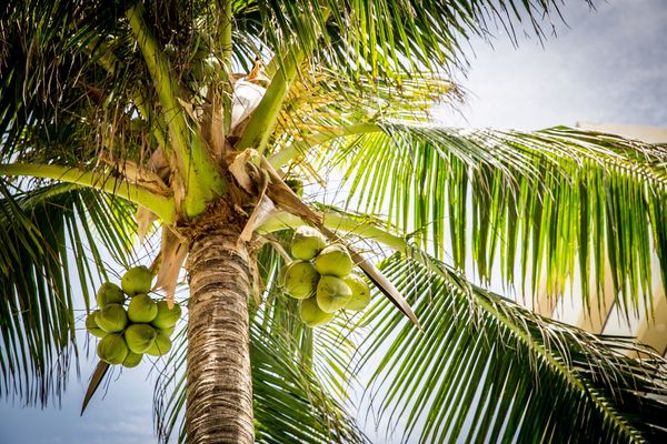 ▲▼ 椰子,椰子樹。（圖／取自免費圖庫pixabay）