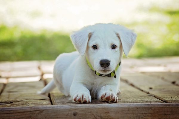 ▲▼毛孩「眼睛變藍色」？恐患犬傳染性肝炎　醫提醒：幼犬更要小心。（圖／取自免費圖庫pixabay）
