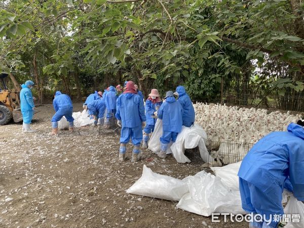 ▲昨日雲林古坑鄉1肉鴨場遭檢出高病原性禽流感案例，隨即執行撲殺3166隻土番鴨清場工作。（圖／記者蔡佩旻翻攝）