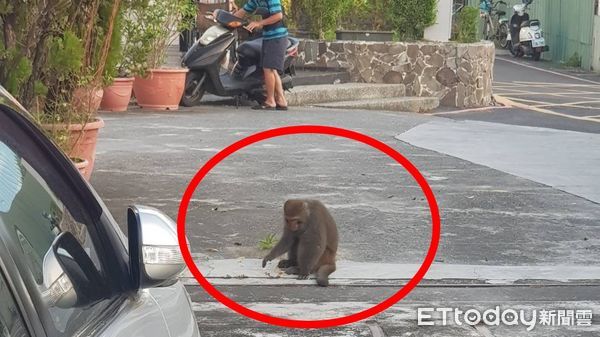 ▲高雄市一名員警一大早護票，結果早餐竟然被獼猴給吃了             。（圖／記者吳奕靖翻攝）