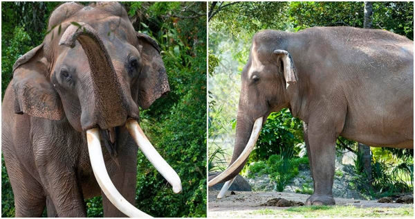 美國邁阿密動物園一隻56歲的大象過世。（圖／翻攝Zoo Miami臉書）