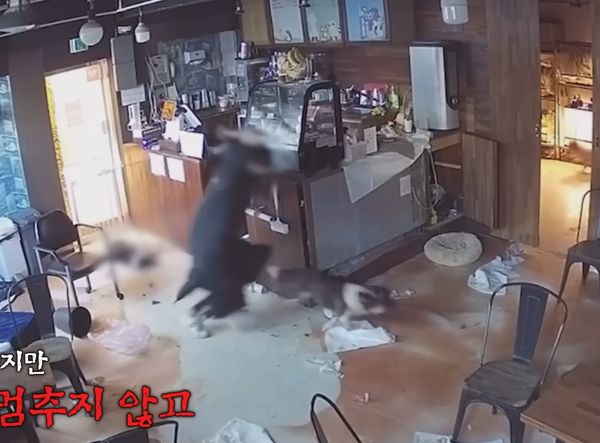 韓綜動物農場踢爆動物咖啡廳虐待動物。（圖／翻攝自Youtube@SBS TV동물농장x애니멀봐）