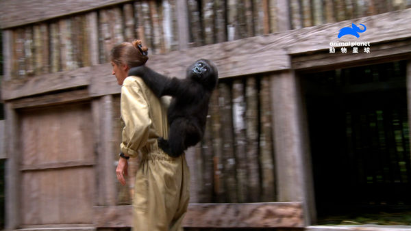▲▼戴米安背著小猩猩徒手爬大樹。（圖／翻攝自YouTube／動物星球頻道）