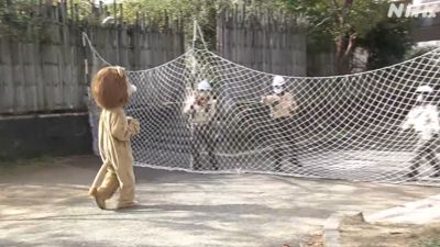 大阪動物園辦「圍捕逃脫獅子」演習　布偶獅謎之行為網笑：想吐槽