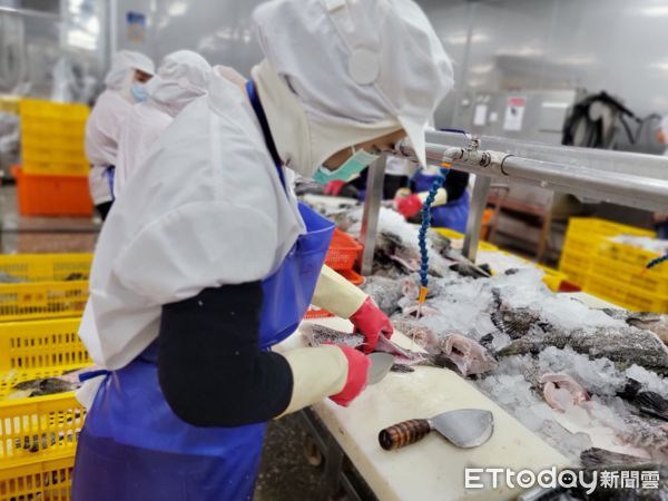 ▲漁業署擴大石斑魚加工量能，希望能盡快恢復正常供應。（圖／漁業署提供）