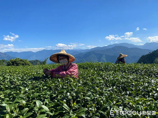 ▲▼阿里山茶海來襲!茶體驗走入嘉義高山茶都 。(圖/嘉義縣政府提供)