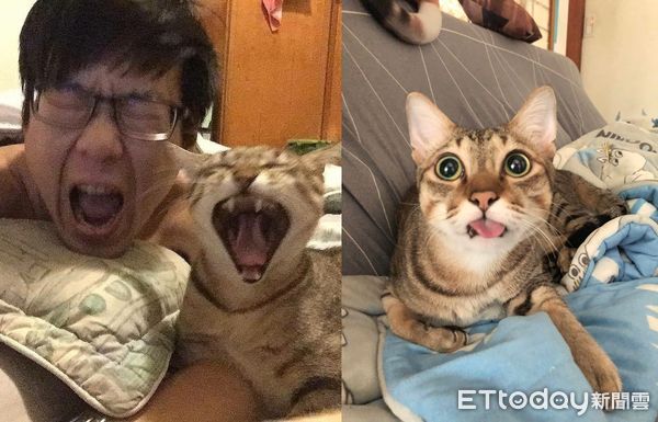 ▲小色貓猛鑽雙腿！下秒伸掌緊抱「人體逗貓棒」　爸抖：求你別出爪。（圖／飼主吳緯恩提供）