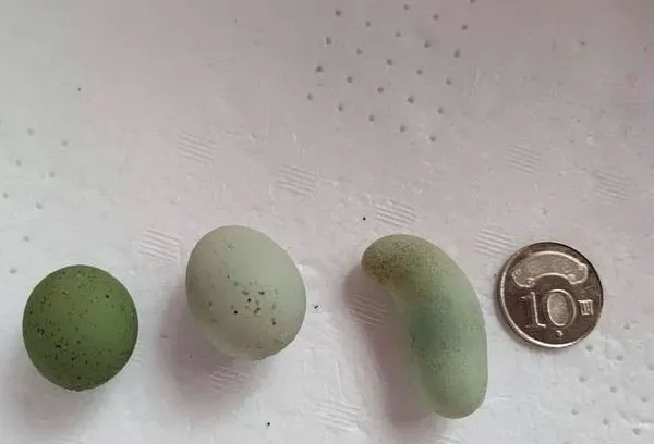 ▲▼北成庄蓮花荷畔度假民宿老闆陳俊宏飼養的西馬尼烏雞,最近產下變形蛋。(圖/陳俊宏提供,下同)