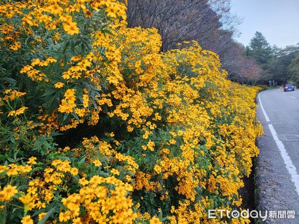 ▲壯觀花瀑美炸了！武陵農場萬壽菊盛開，200公尺澄黃花牆飄香氣。（圖／武陵農場提供）