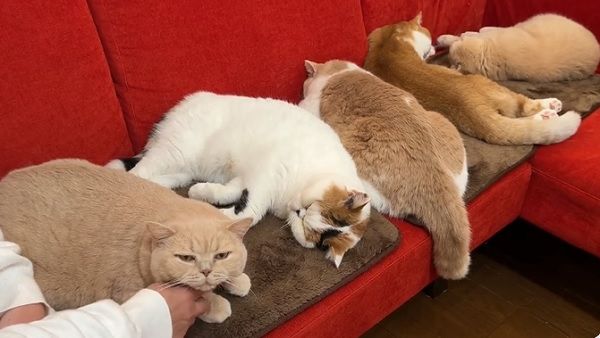 ▲▼貓咪在毯子上睡得很舒服。（圖／業者@@jirosan77提供）