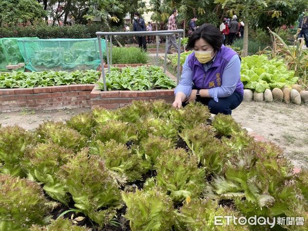 ▲▼台中市推動城食森林行動6年有成，減碳690公噸，有效降低熱島效應還能吃到生鮮蔬菜，執行長黃晴曉鼓勵長輩一起種植，活動身體。（圖／台中市政府提供，下同）