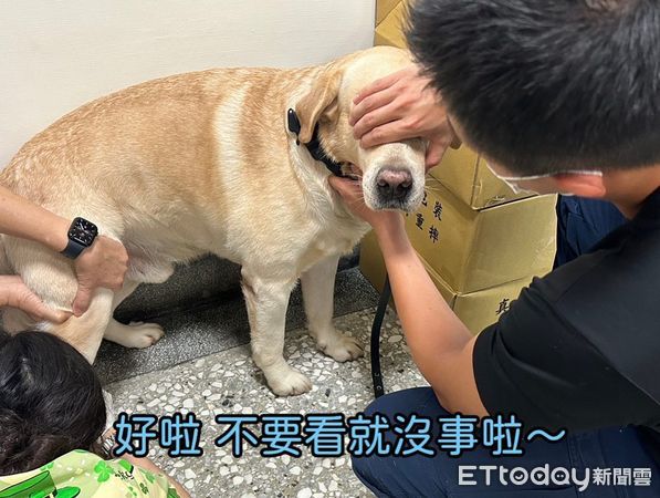 ▲打疫苗囉！5歲警犬福星臉臭臭　「手掌摀眼眼」超挫：要溫柔一點。（圖／粉專「警犬福星」提供）