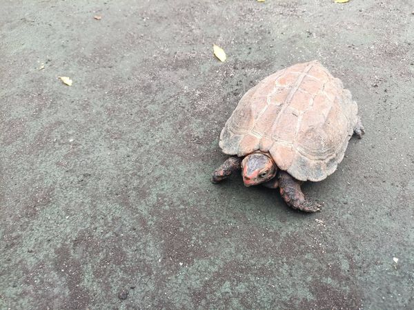 ▲▼保育類三線潮龜及巨型側頸龜逃脫　2飼主未通報被動保處開罰。（圖／新北市動保處提供）