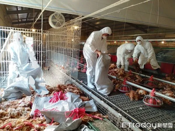 ▲屏東一處養雞場感染禽流感進行撲殺 。(圖/記者陳崑福翻攝,下同)