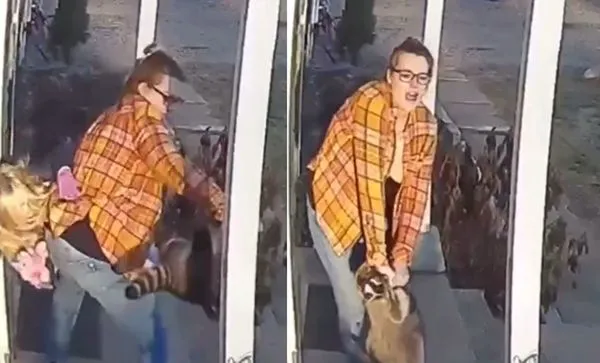 5歲女兒被攻擊!女徒手大戰狂犬病浣熊 1700萬網狂讚:最強老媽。(圖/翻攝自Twitter)