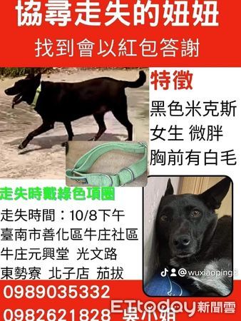 ▲1名吳姓女網友整理新家時，其愛犬「妞妞」，可能因有鞭炮聲受到驚嚇而跳矮牆出去即告走失，60天來吳小姐持續在各大社團發協尋文，請求協尋愛犬。（圖／記者林悅翻攝，下同）