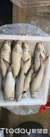 ▲屏東午仔魚是大陸人民最愛漁產品             。（圖／民眾提供，下同攝）