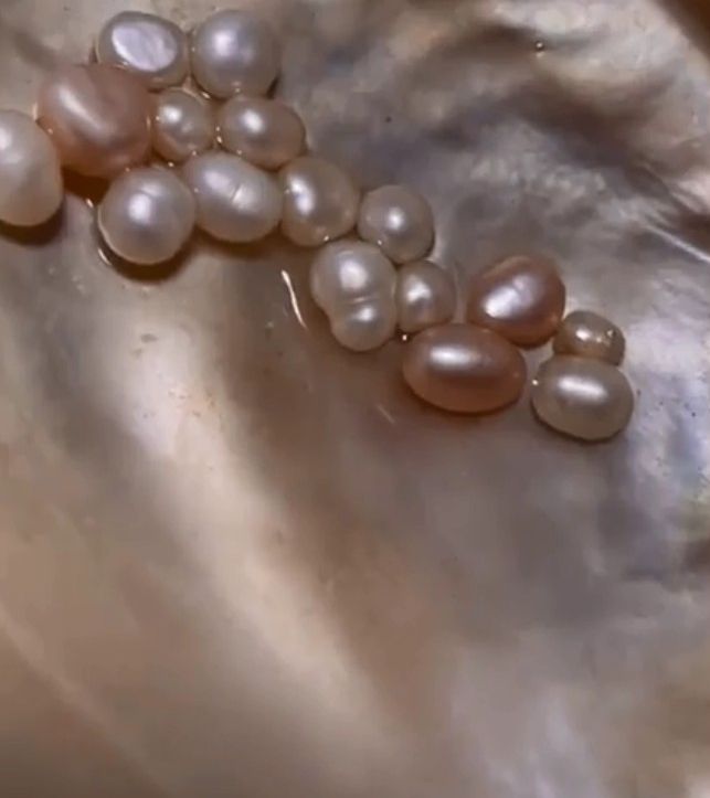 ▲▼女子買蚌回來養珍珠。（圖／翻攝自bilibili）