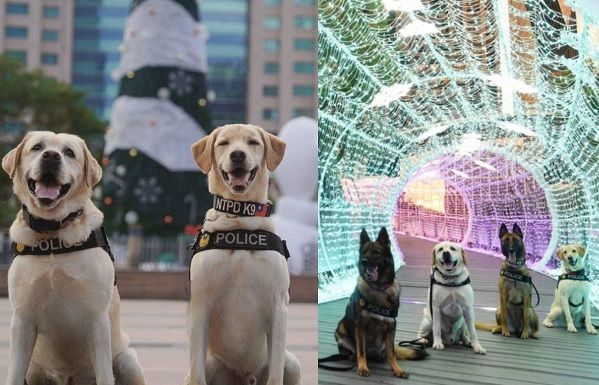 ▲▼新北警犬隊去耶誕城「45678次」　原因曝光暖暈粉絲：你們辛苦了。（圖／新北市政府警察局 警犬隊 NTPD K-9 Unit）