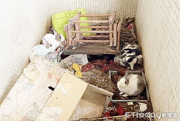 ▲桃園市平鎮區金陵里某公寓3樓遭檢舉成恐怖兔窩，連陽台都成為兔子活動場所。（圖／記者沈繼昌翻攝）