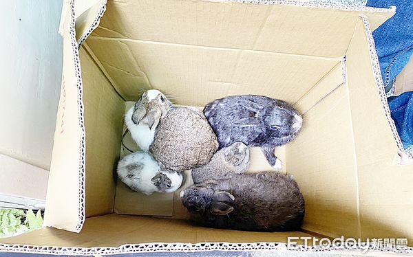 ▲桃園市動保處人員昨天會勘後將兔子裝箱強制收容。（圖／記者沈繼昌翻攝）