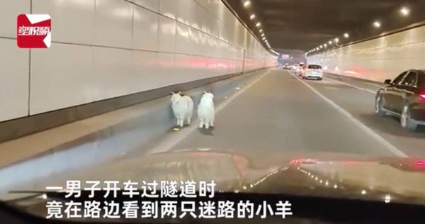大陸重慶一名男子日前開車進隧道時，竟發現路邊有2隻迷路的小羊。（圖／翻攝星視頻）