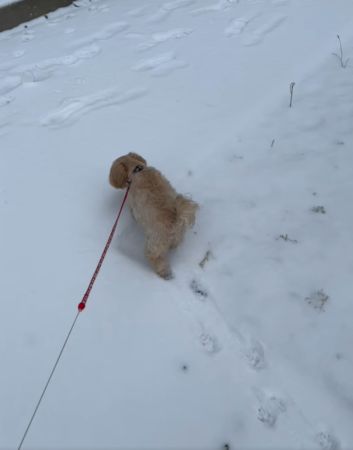 狗狗雪地散步。（圖／有點毛毛的／網友鍾曜宇投稿）