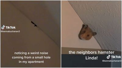家中出現怪聲音！牆上還有小洞　兇手探頭竟是「鄰居家的倉鼠」
