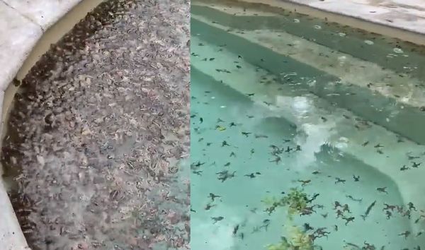 ▲▼ 泳池裡充斥許多青蛙，令人頭皮發麻。            。（圖／翻攝自Twitter／Roy Hamilton）