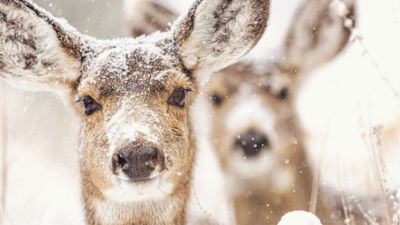 屋外白茫茫一片！鹿群「踏雪來訪」超夢幻　網讚嘆：是聖誕卡片吧