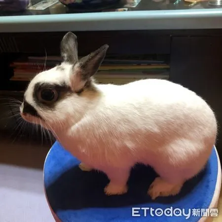 ▲▼ 飼主可帶毛寶貝一同來參加毛寶貝幸福耶誕趴,享受耶誕氣氛。(圖/動保處提供)