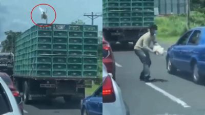 史上最短逃亡！白雞「為自由勇敢跳貨車」　落地卻秒被抓其他車抓回家