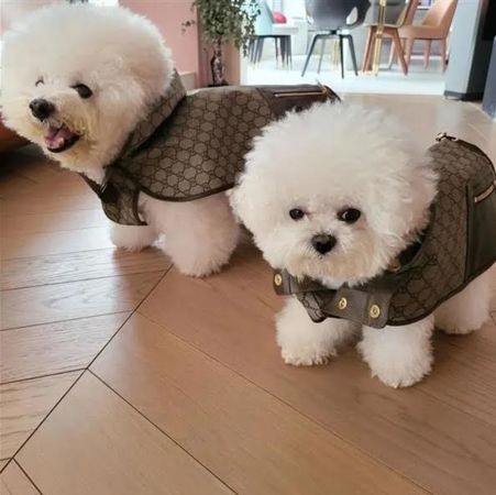蔡依林秀出愛犬穿著要價3萬元以上的Gucci寵物服走秀的畫面。 （翻攝IG＠bichon_whoohoo）