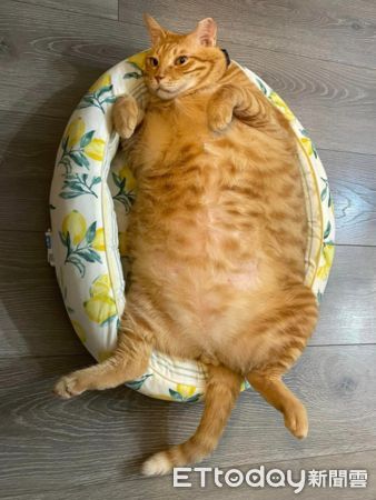 ▲暖爐前見「12kg巨橘貓」睡暖床！奴才超羨慕：下輩子要投胎當家貓。（圖／網友曾亦儒提供，請勿隨意翻拍，以免侵權。）