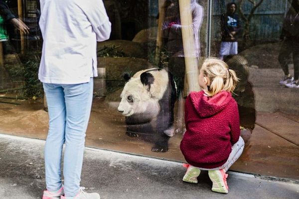 美國孟菲斯動物園宣布歸還貓熊。（翻攝Memphis Zoo臉書）