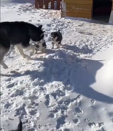 狗狗奔向雪地，狗媽媽操碎心。（圖／翻攝自微博＠新華社）