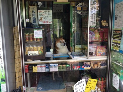 來小店買菸，超萌柴柴伸爪開窗迎接你