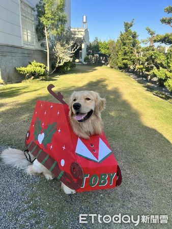 ▲阿金化身「麋鹿小專車」慶祝耶誕節　下秒前滾翻2圈變意外現場。（圖／IG「iamtoby__golden」提供，請勿隨意翻拍，以免侵權。）