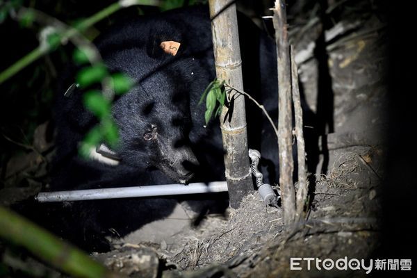 ▲林務局拍攝東卯山台灣黑熊紀錄片  。（圖／林務局提供）