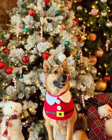 ▲狗狗坐在角落當聖誕樹，表情無辜。（圖／飼主Sarah Wong提供）