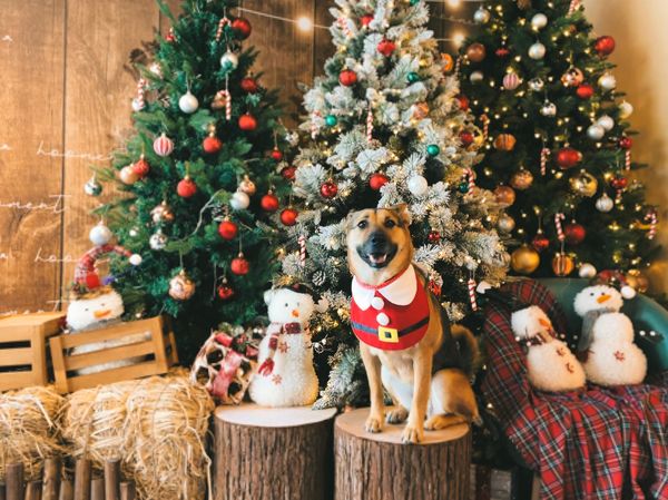 ▲狗狗坐在角落當聖誕樹，表情無辜。（圖／飼主Sarah Wong提供）