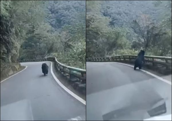 ▲▼熊出沒！ 南橫公路驚見台灣黑熊公路狂奔。（圖／翻攝自記者爆料網）